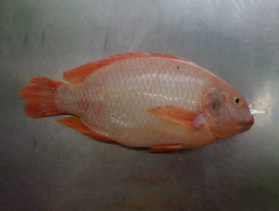 02 - RED TILAPIA