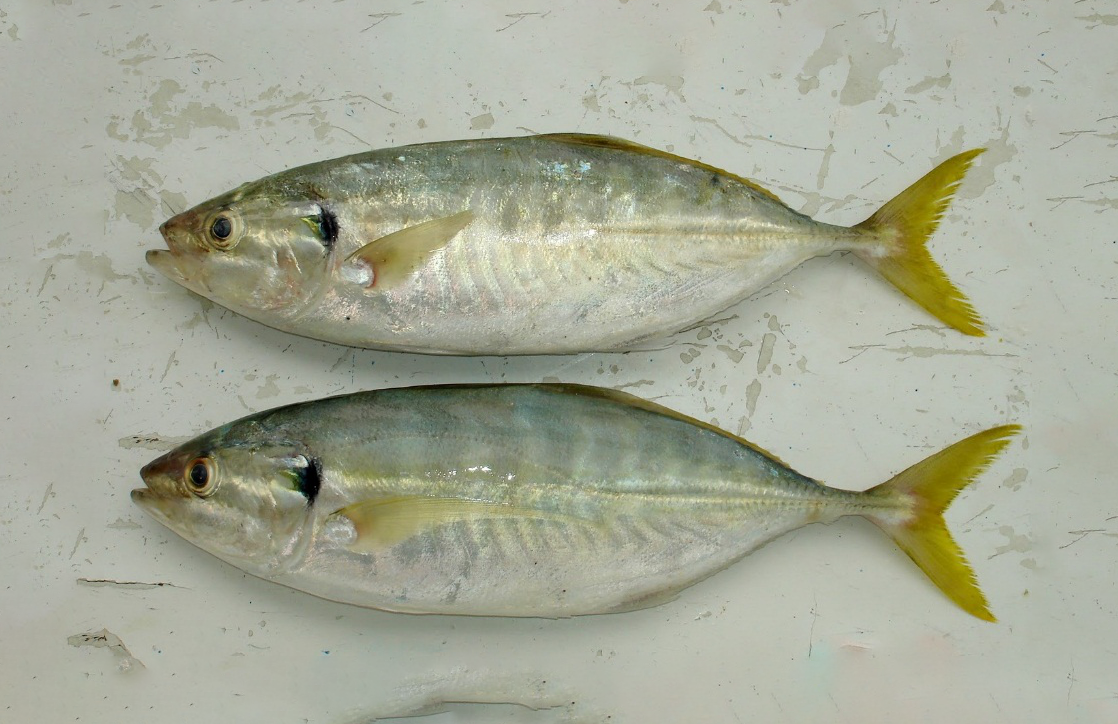 10 - YELLOWTAIL SCAD