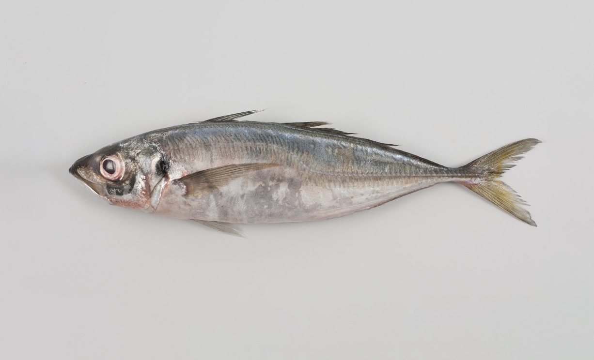 11 - HORSE MACKEREL