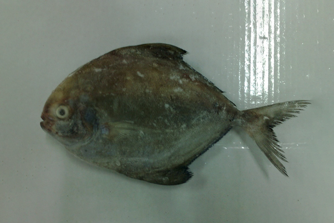 13 - BLACK POMFRET