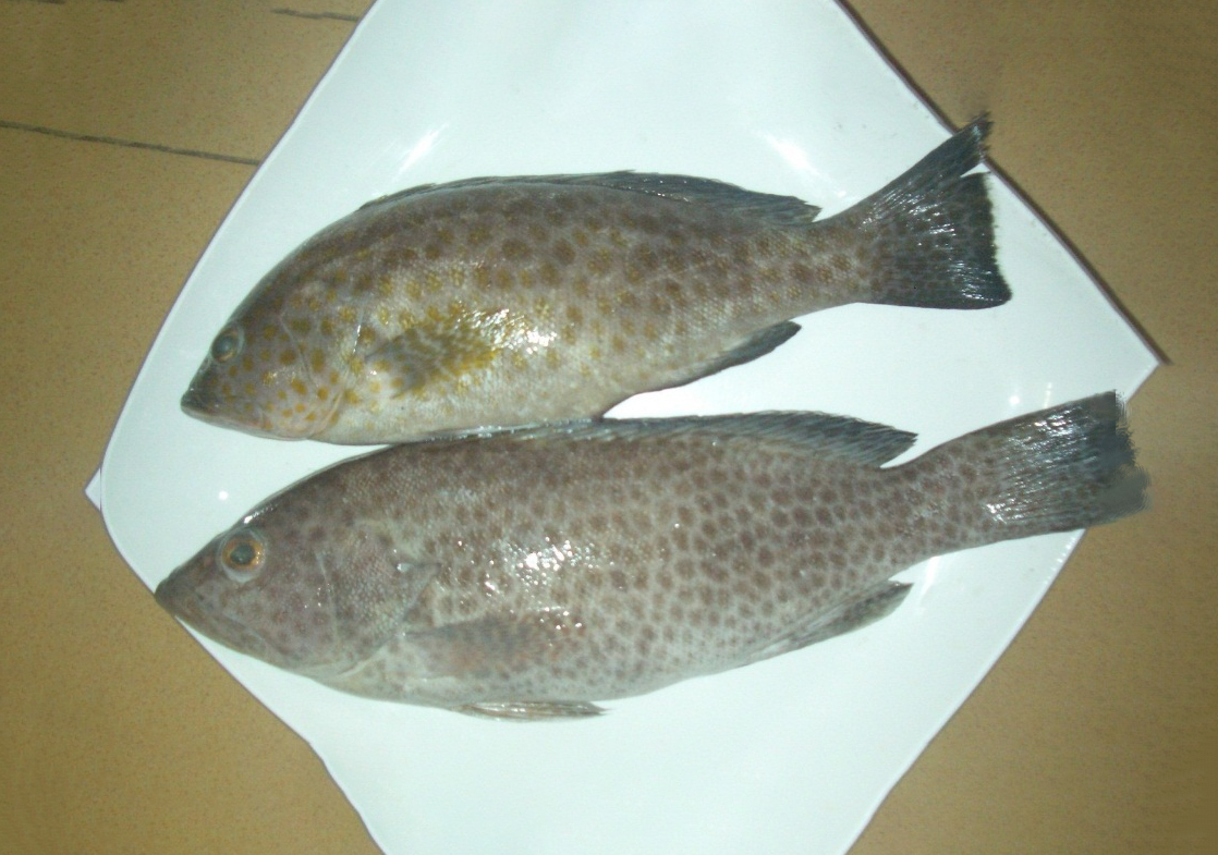 15 - GROUPER